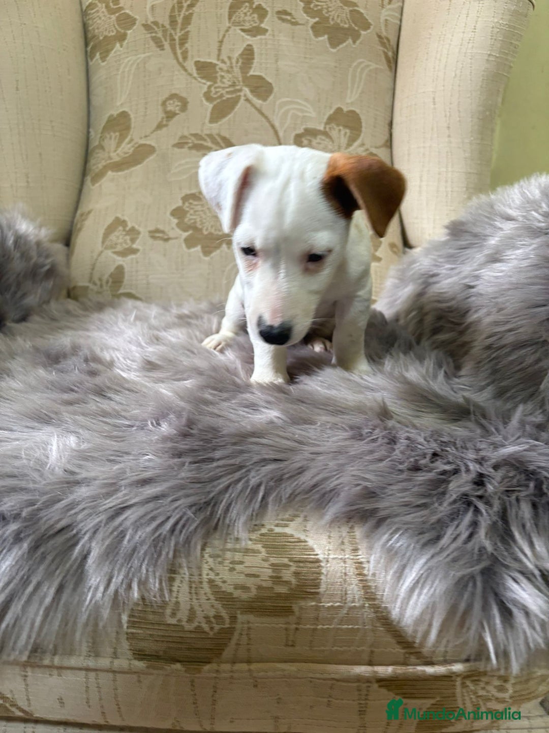 Jack Russell Terrier perros en venta: Cachorros de Jack Russell  - Imagen 18