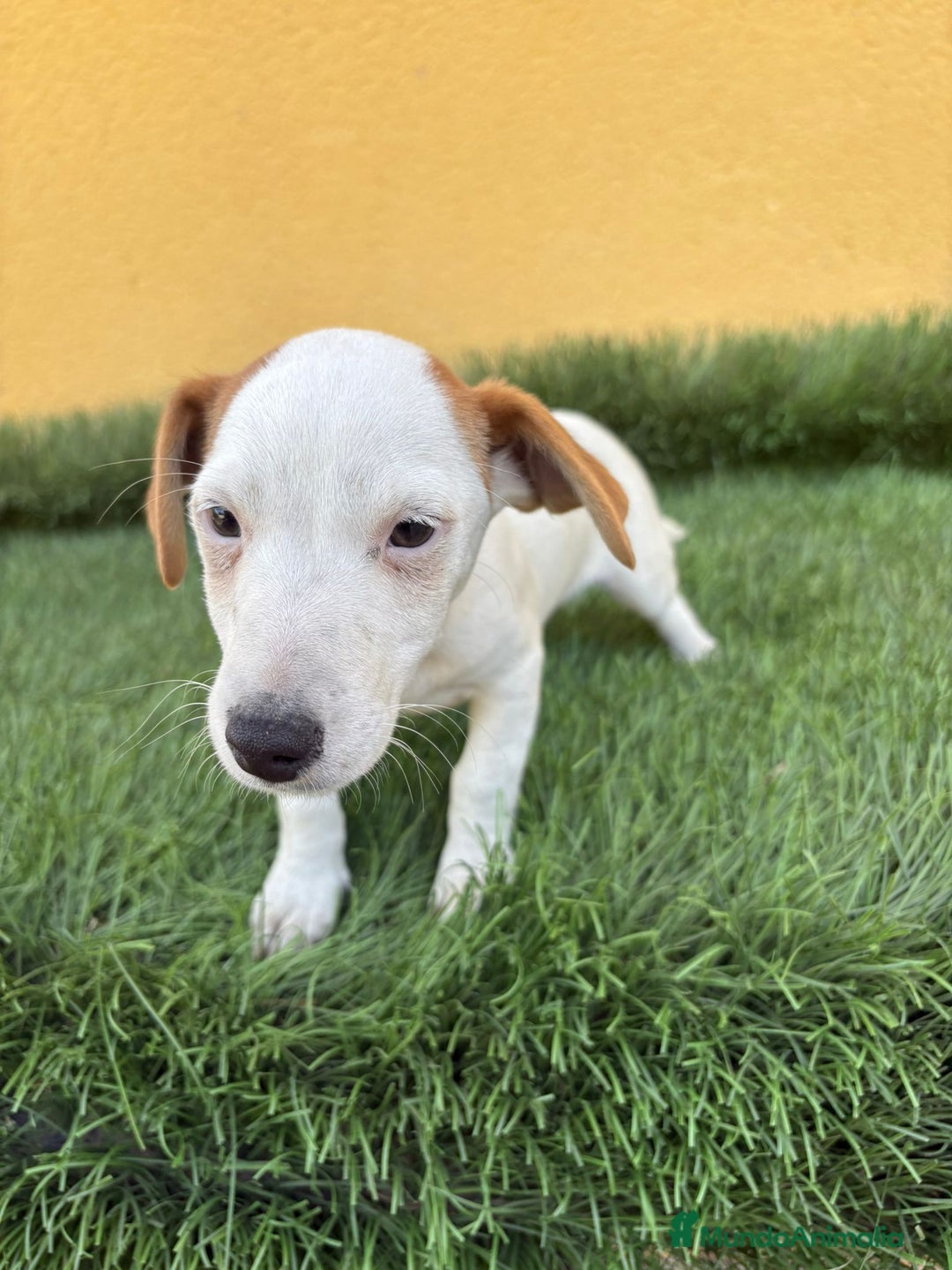 Jack Russell Terrier perros en venta: jack russell hembra de pata corta  - Imagen 15