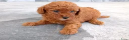 Caniche Toy perros en venta: Caniche toy  - Anuncio 2