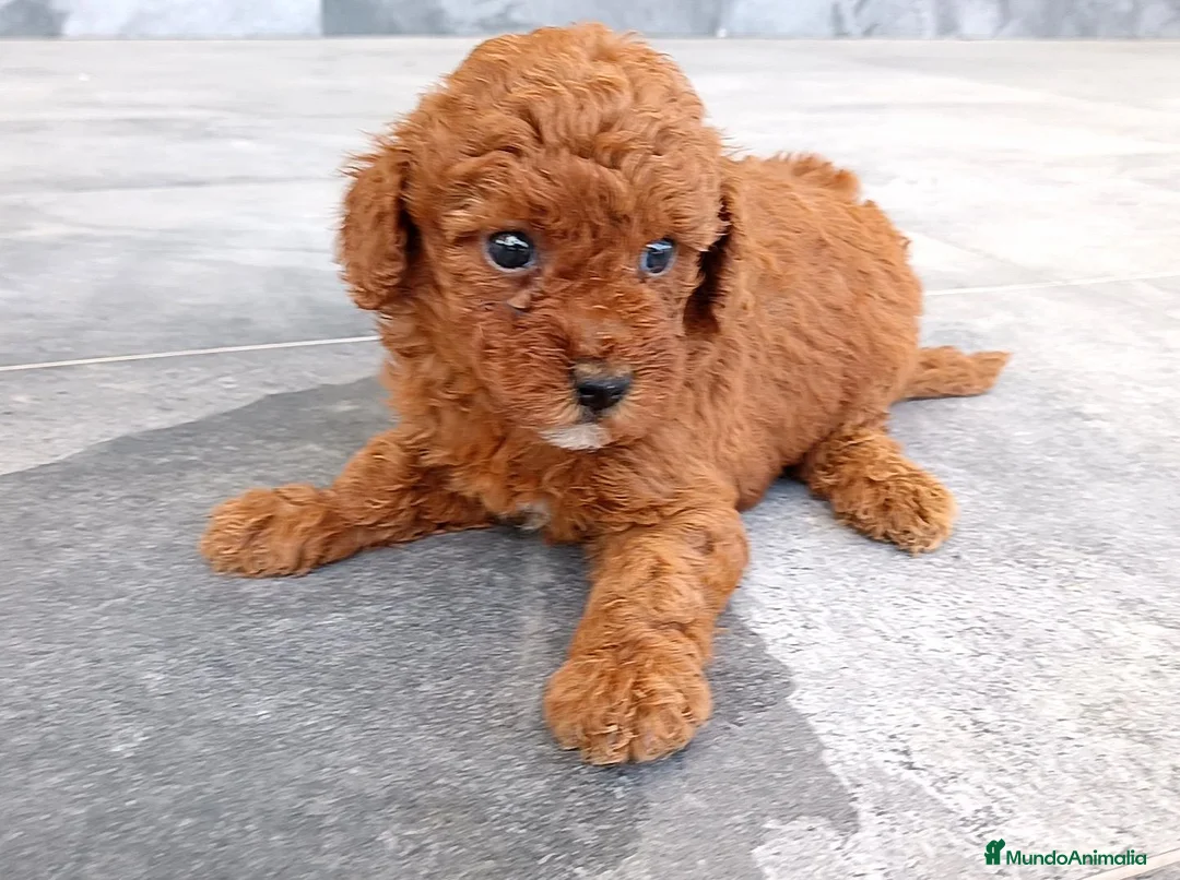 Caniche Toy perros en venta: Caniche toy  - Anuncio 2