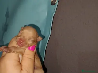 Chihuahua perros Solo quedan ya dos machos para reservar - Anuncio 1