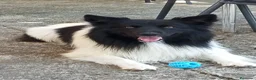 Border Collie perros para monta: Border collie macho para monta en Guipúzcoa - Anuncio 6