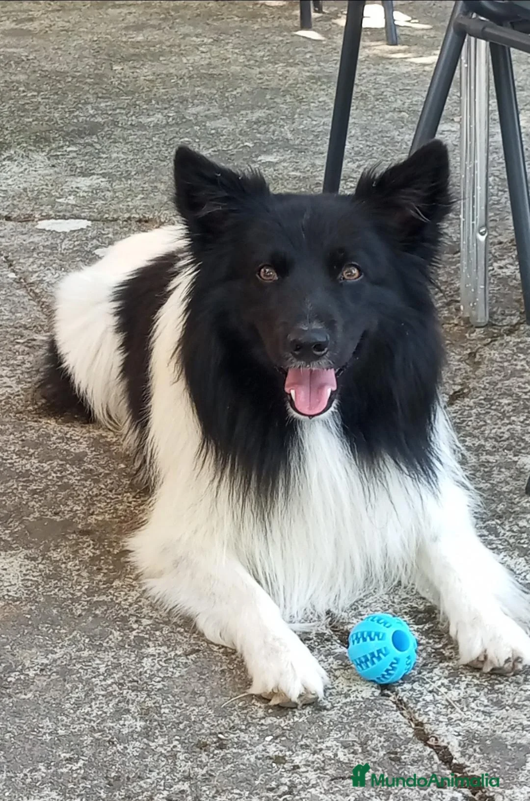 Border Collie perros para monta: Border collie macho para monta en Guipúzcoa - Anuncio 6