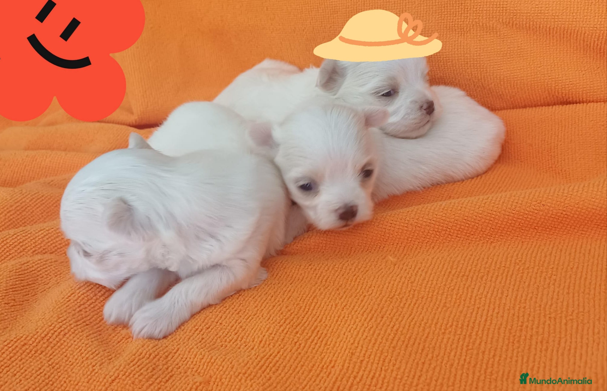 Bichón Maltés perros BICHÓN MALTES HEMBRITAS - Anuncio 1