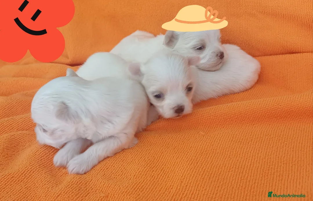 Bichón Maltés perros en venta: BICHÓN MALTES HEMBRITAS - Anuncio 1