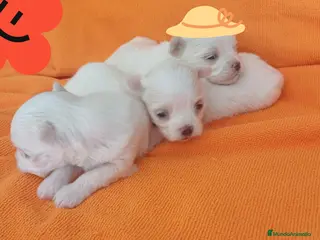 Bichón Maltés perros BICHÓN MALTES HEMBRITAS - Anuncio 3