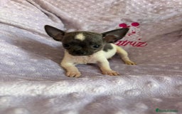 Chihuahua perros en venta: Chihuahua micro toy ruso - Imagen 4