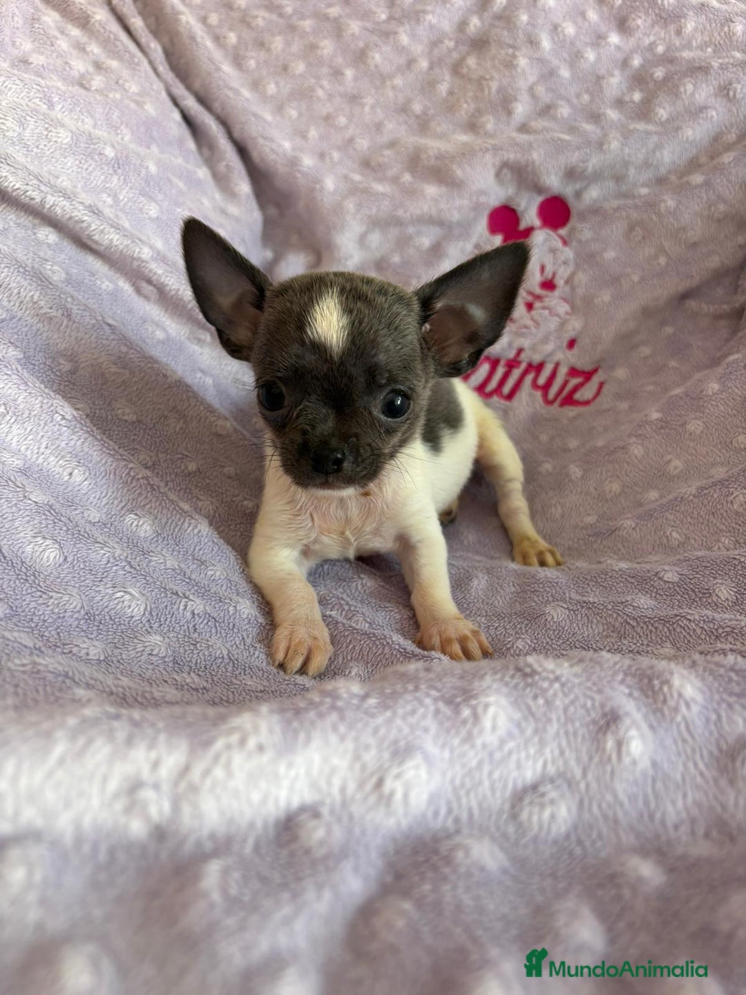 Chihuahua perros en venta: Chihuahua micro toy ruso - Imagen 4