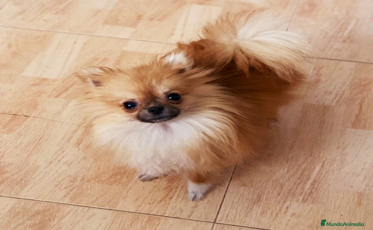 Pomerania perros - Anuncio 1