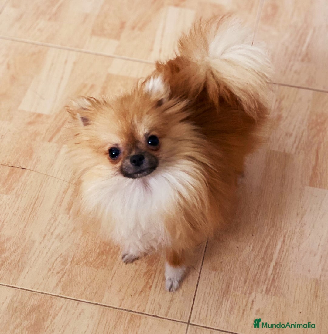 Pomerania perros en venta: Hembritas Pomerania Miny - Imagen 1