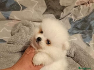 Pomerania perros en Murcia - Anuncio 8