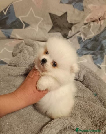 Pomerania perros en Murcia - Anuncio 8