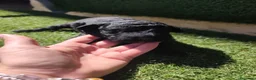 Perro de Agua Español perros en venta: Cachorros perros de agua en Zaragoza - Anuncio 6