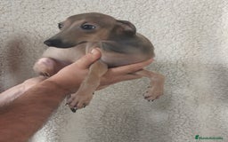 Pequeño Lebrel Italiano perros en venta: Macho espectacular Galgo Italiano  - Imagen 3