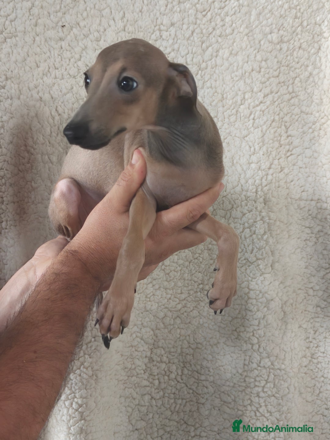 Pequeño Lebrel Italiano perros en venta: Macho espectacular Galgo Italiano  - Imagen 3