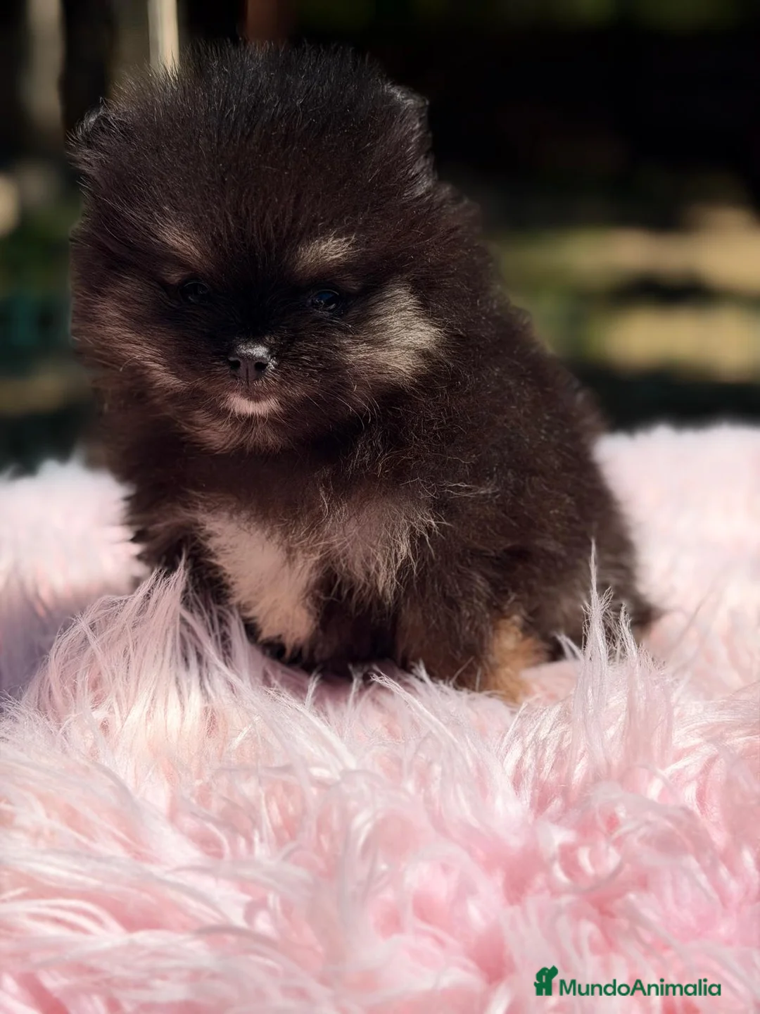 Pomerania perros en venta: POMERANIA TOY HEMBRA - Anuncio 1