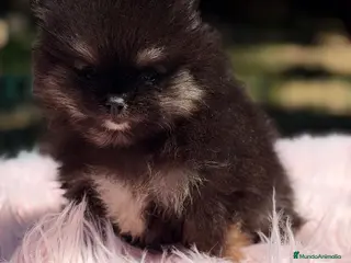 Pomerania perros POMERANIA TOY HEMBRA - Anuncio 15