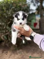 Husky Siberiano Cachorro 3