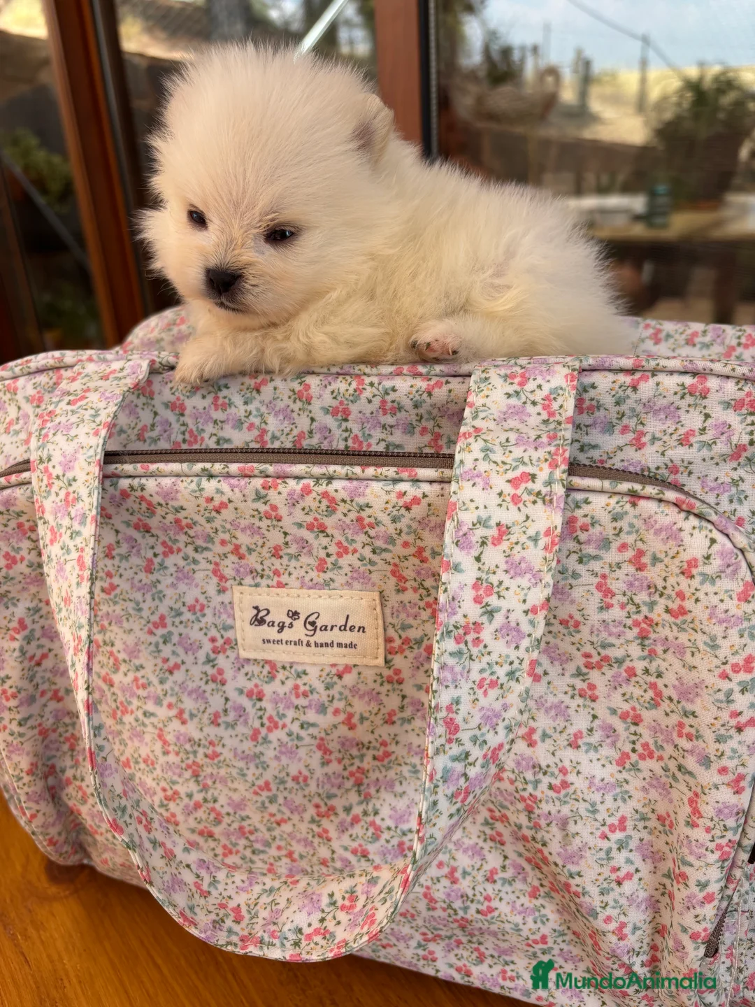 Pomerania perros en venta: Pomerania (lulu de Pomerania) - Anuncio 11