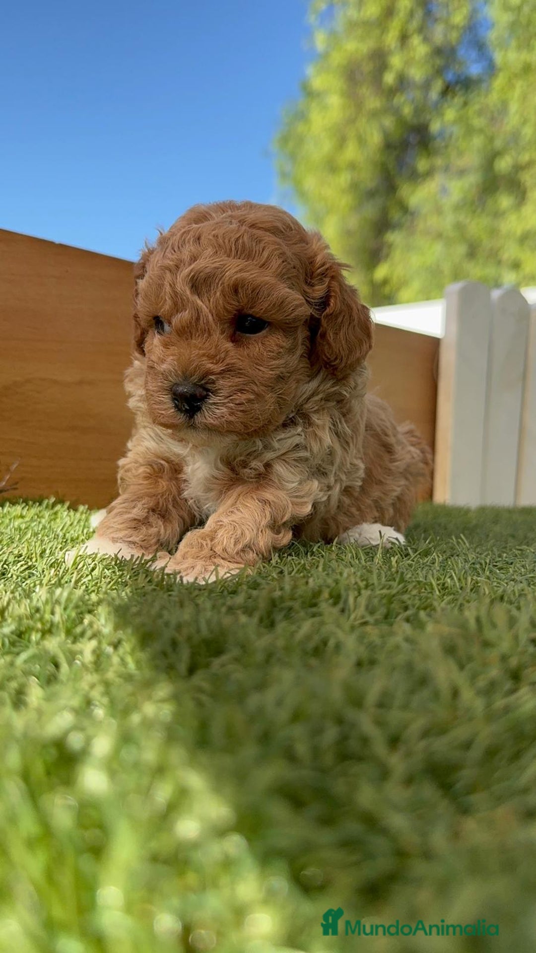 Caniche Toy perros en venta: CANICHE TOY MACHO - Imagen 9