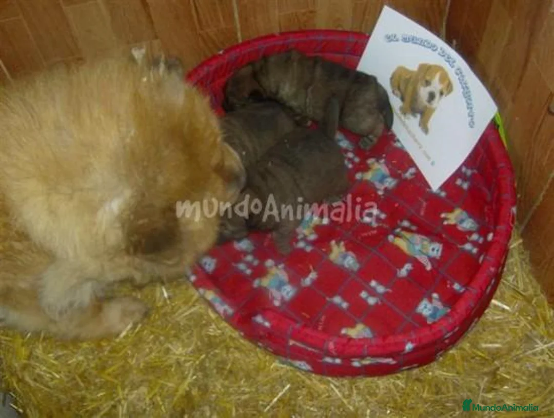 Imagen de galería {{count}}