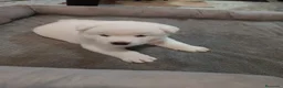 Akita Americano perros en venta: Akita americano - Anuncio 2