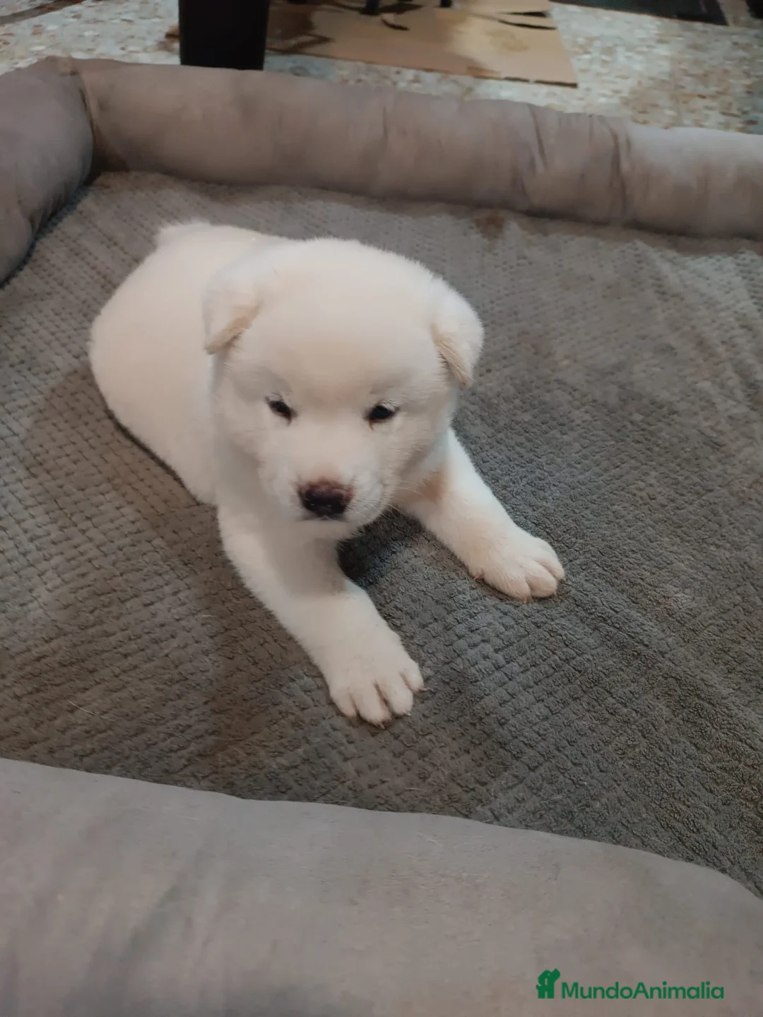 Akita Americano perros en venta: Akita americano - Anuncio 2