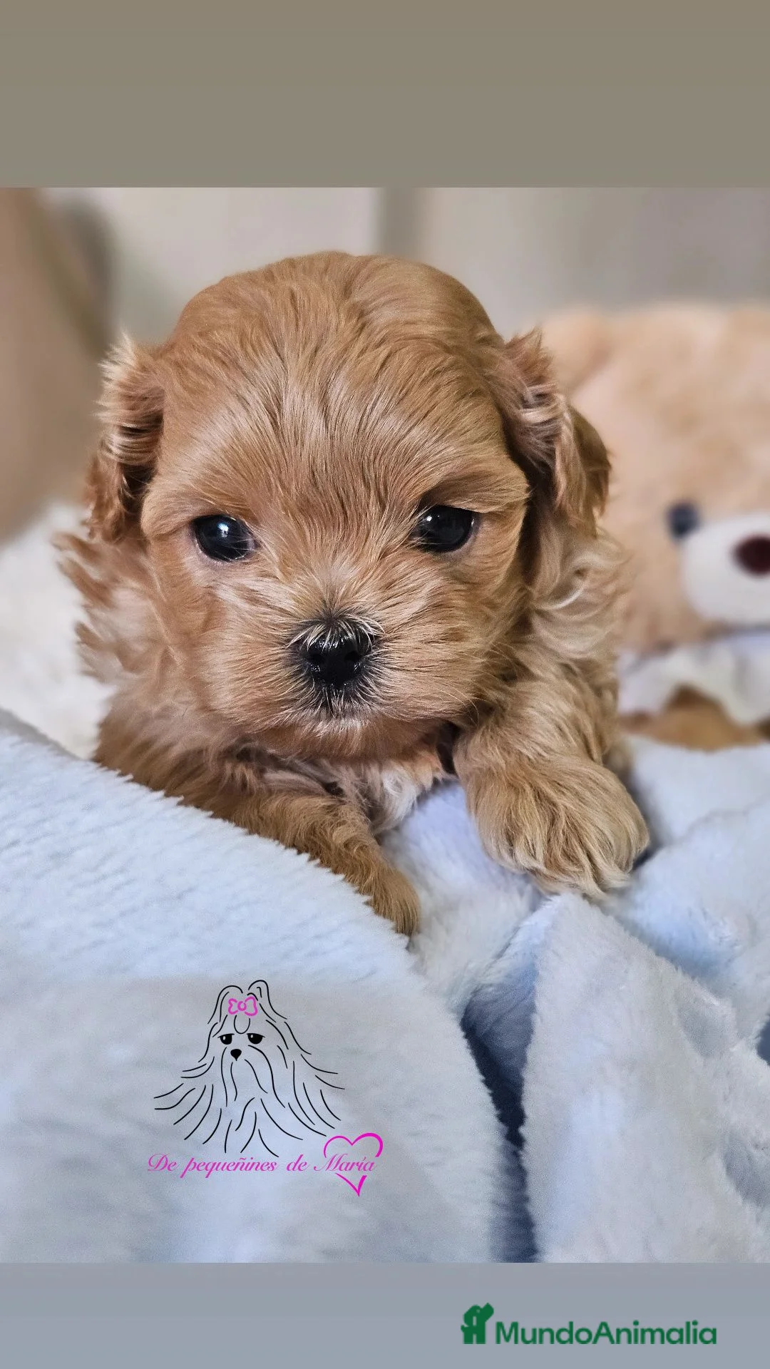 Maltipoo perros en venta: MALTIPOO MINIATURA ASIÁTICO  - Anuncio 2