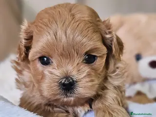 Maltipoo perros MALTIPOO MINIATURA ASIÁTICO MÁXIMA CALIDAD - Anuncio 1