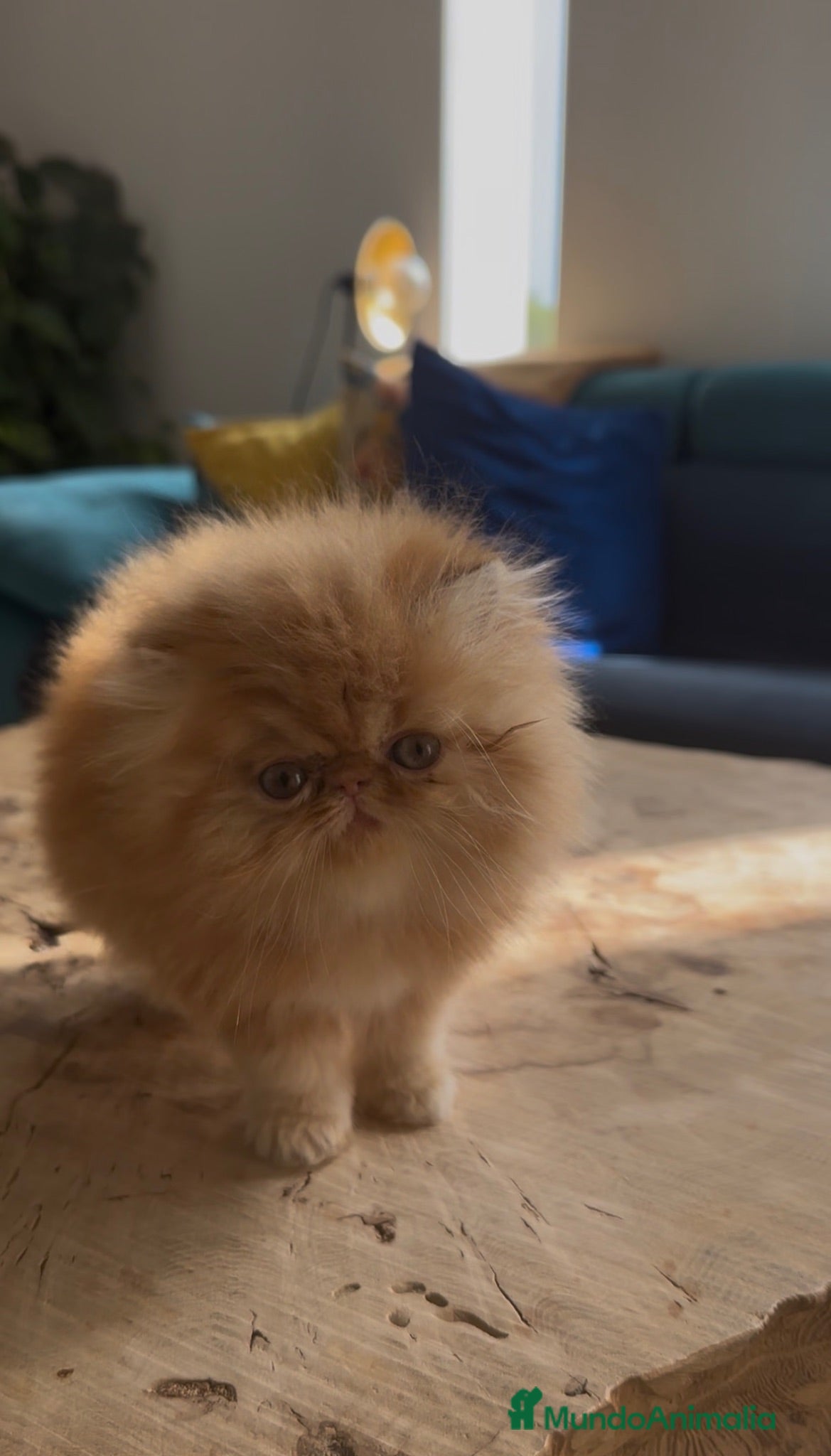 Persa gatos Persa hembra Roja  - Anuncio 1