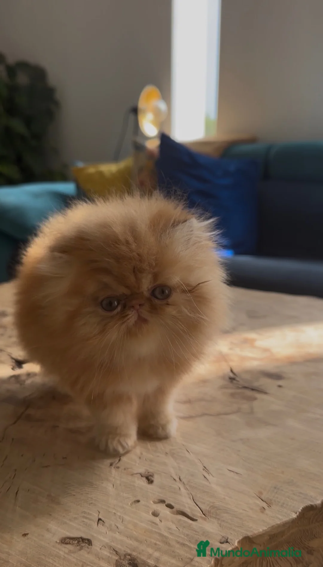 Persa gatos en venta: Persa hembra Roja  - Anuncio 1