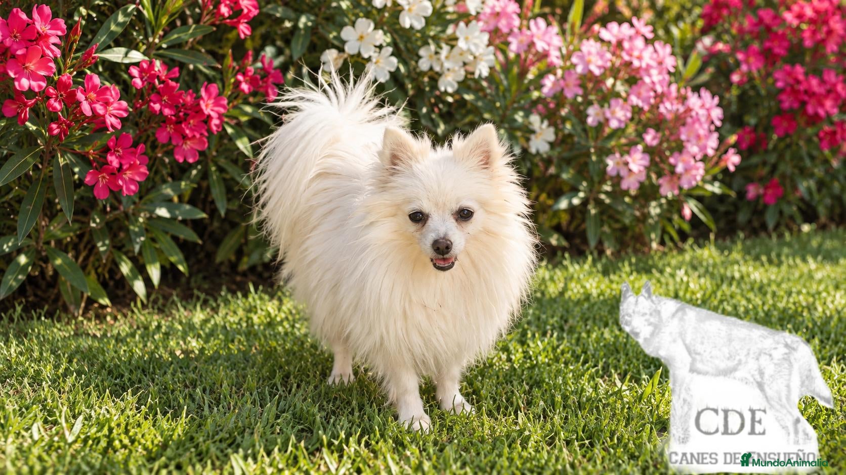 Pomerania perros Nube,Pomerania toy garantizado  - Anuncio 2