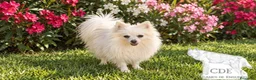 Pomerania perros en venta: Nube,Pomerania toy garantizado  - Anuncio 1