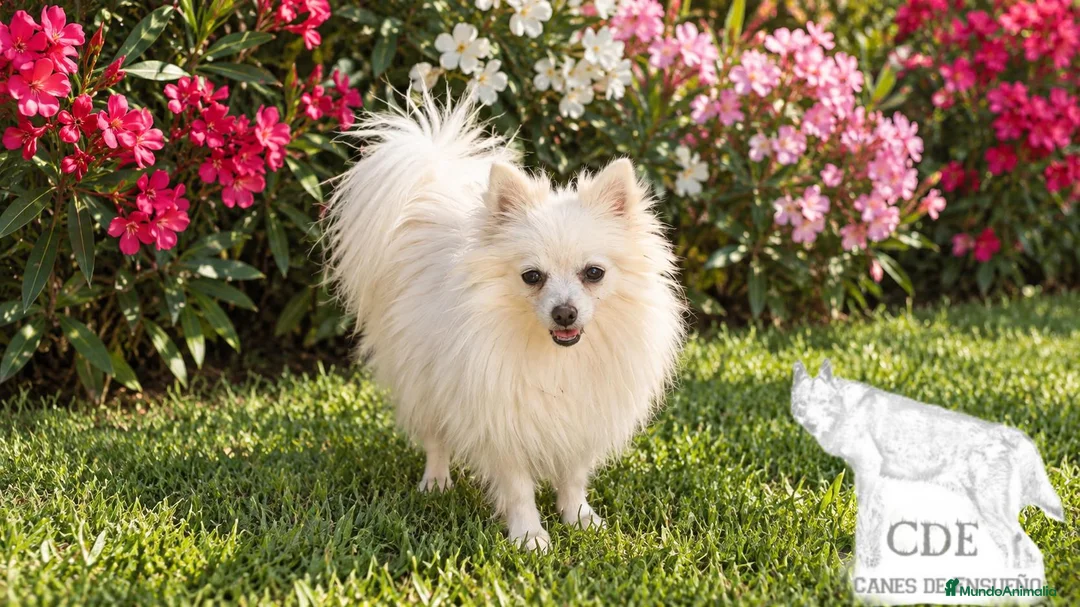 Pomerania perros en venta: Nube,Pomerania toy garantizado  - Anuncio 1