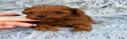 Caniche Toy perros en venta: Caniche toy rojo pimentón 🐾 - Anuncio 4