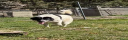 Mastín Español perros en venta: Adopción mastina pinta - Anuncio 3