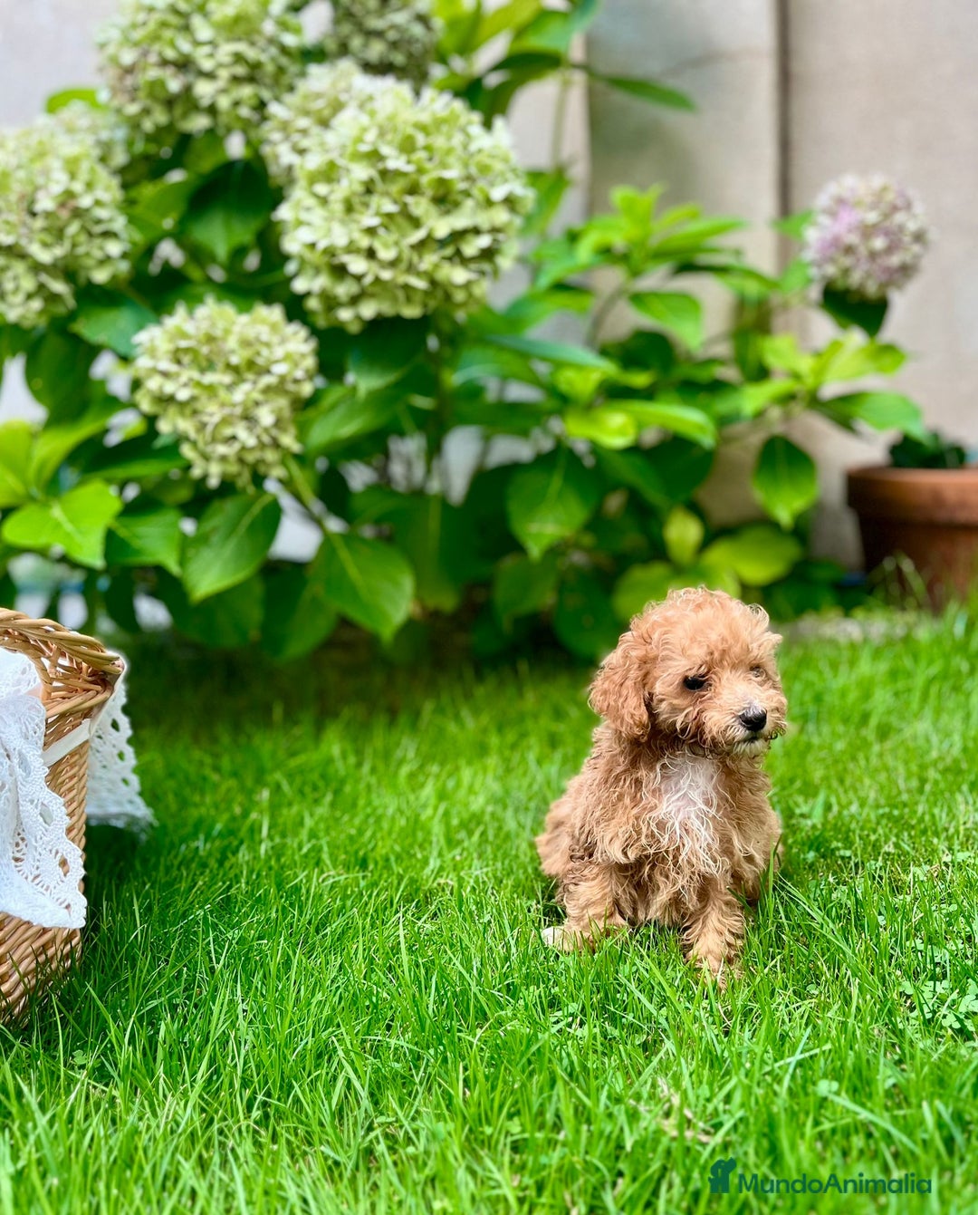 Caniche Toy perros en venta: Caniche toy - Anuncio 4