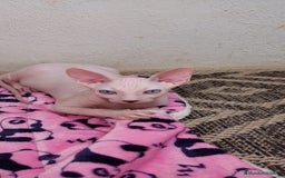 Sphynx gatos en venta: Preciosa camada lista para entregar  - Imagen 6