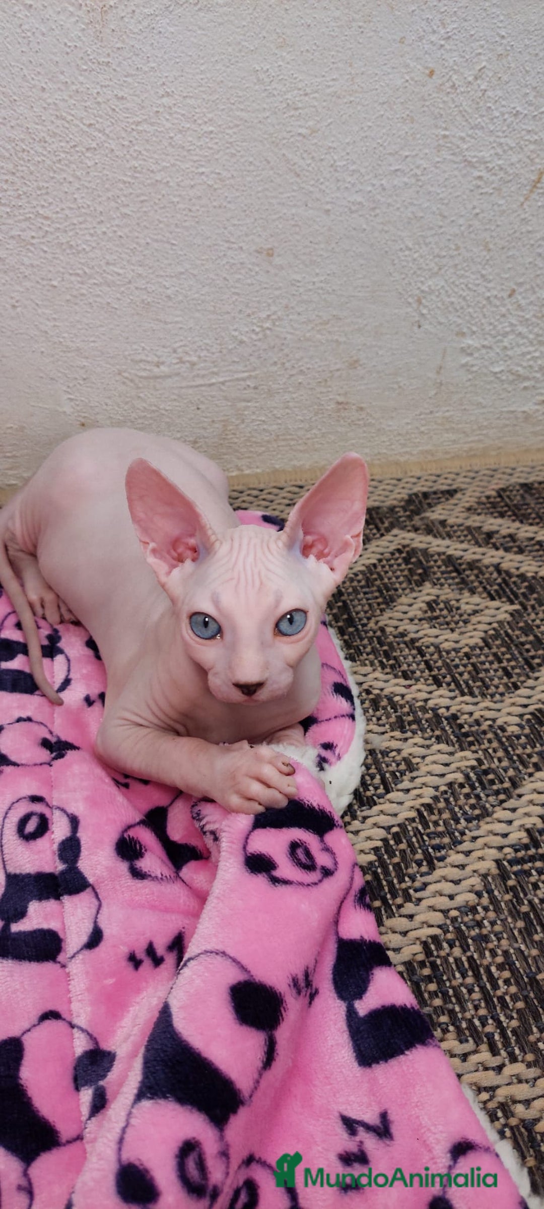Sphynx gatos en venta: Preciosa camada lista para entregar  - Imagen 6