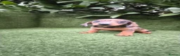 Teckel Miniatura perros en venta: teckel miniatura varios colores  - Anuncio 16