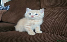 Británico de Pelo Corto gatos en venta: Gatcot.com - Imagen 2