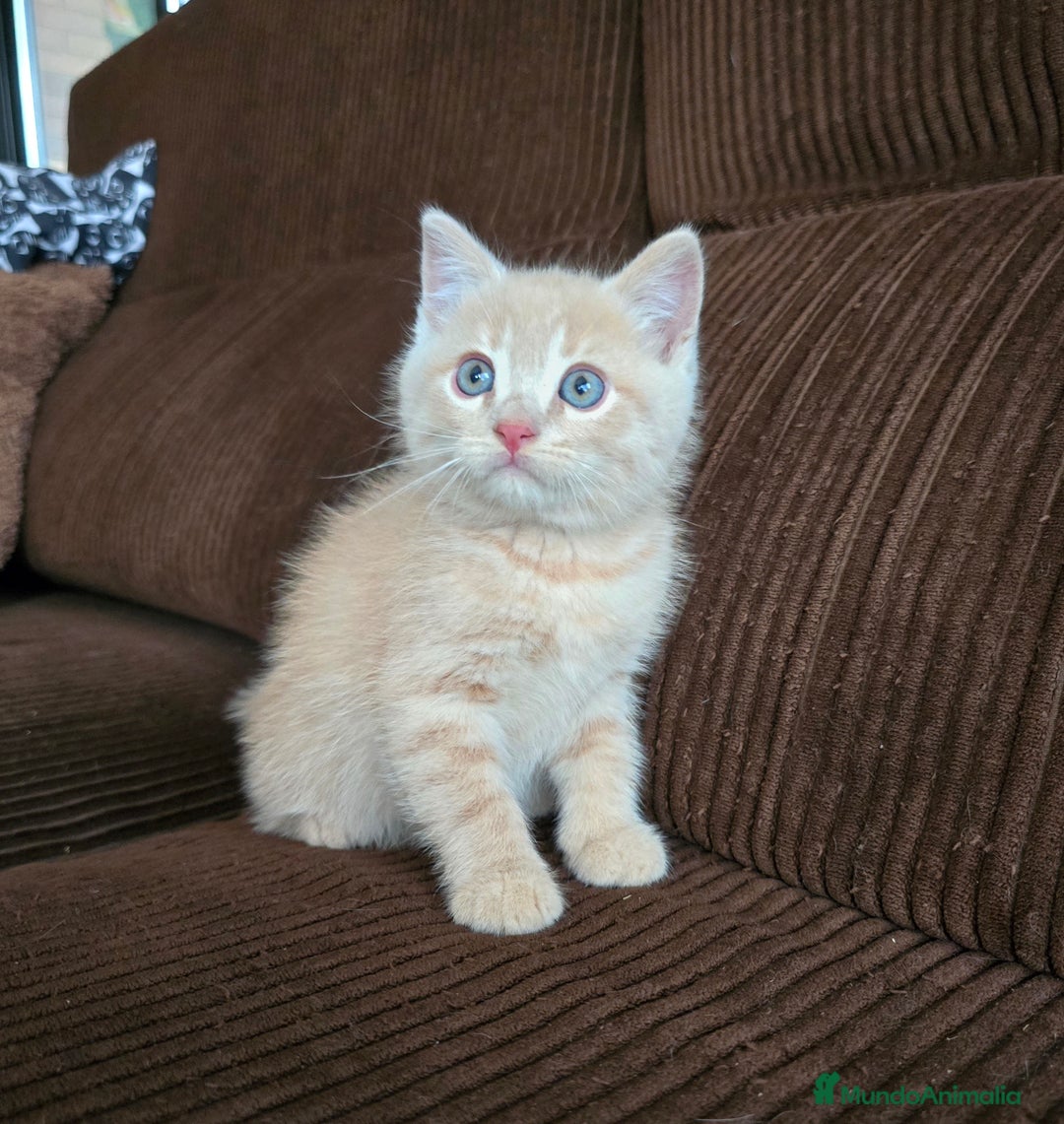 Británico de Pelo Corto gatos en venta: Gatcot.com - Imagen 2