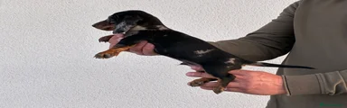 Teckel Miniatura Cachorro 2