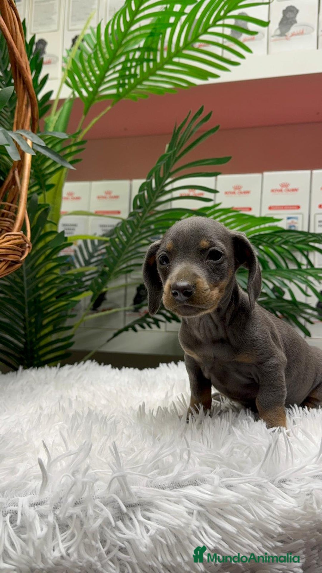 Teckel Miniatura perros en venta: TECKEL MINIATURA BLUE - Anuncio 17