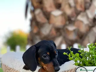 Teckel Miniatura perros CACHORROS TECKEL NEGRO FUEGO - Anuncio 28