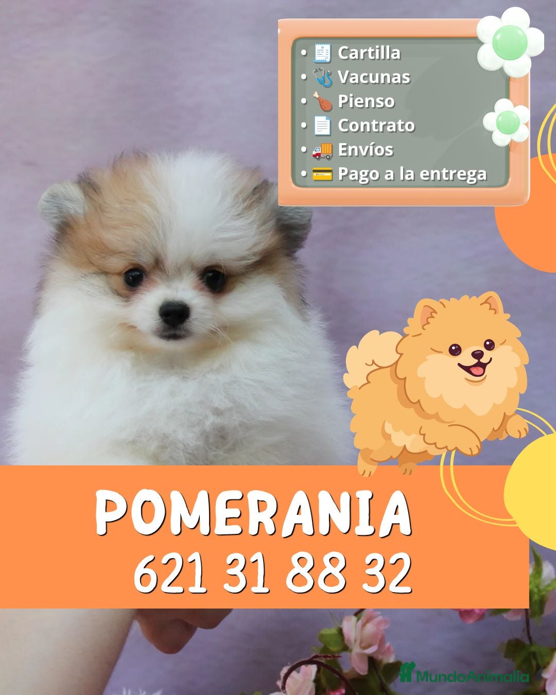 Pomerania perros Pomeranias mini disponibles  - Anuncio 2