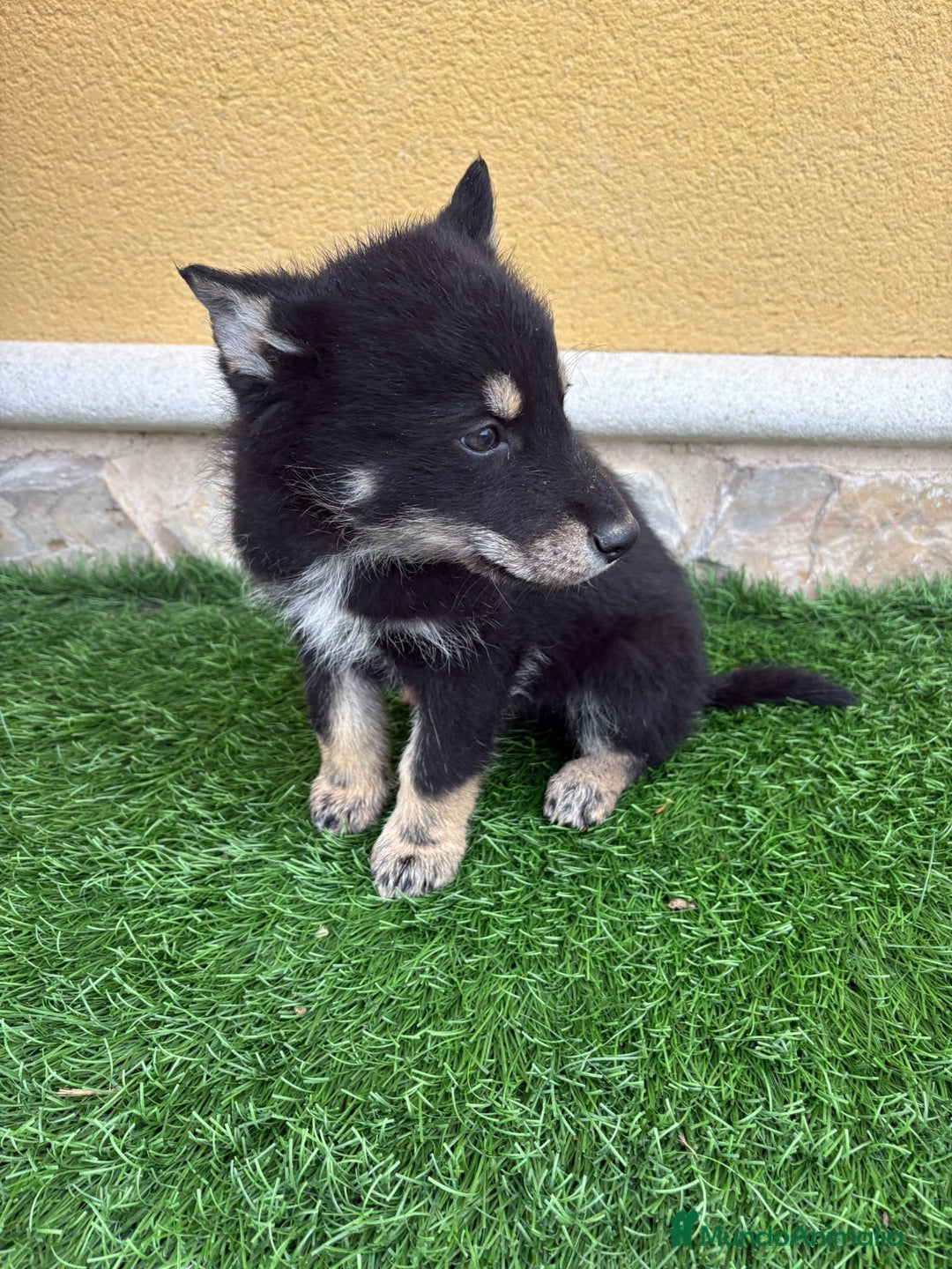 Perro Lobo de Saarloos perros en venta: Perro Lobo Ibérico macho  - Anuncio 1