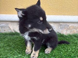Perro Lobo de Saarloos perros Perro Lobo Ibérico macho - Anuncio 2