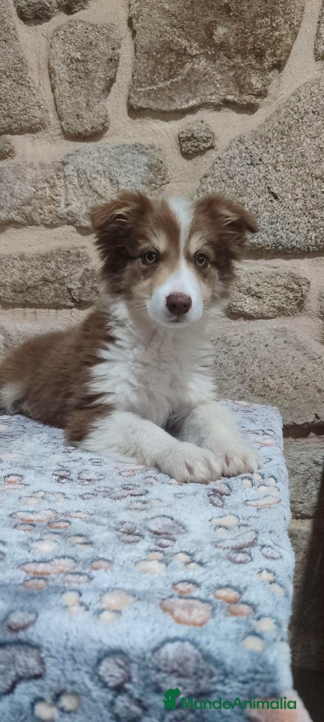 Border Collie perros en venta: Border collie macho - Anuncio 1