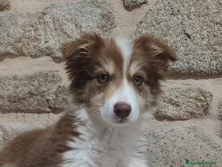 Border Collie perros Border collie macho - Anuncio 1